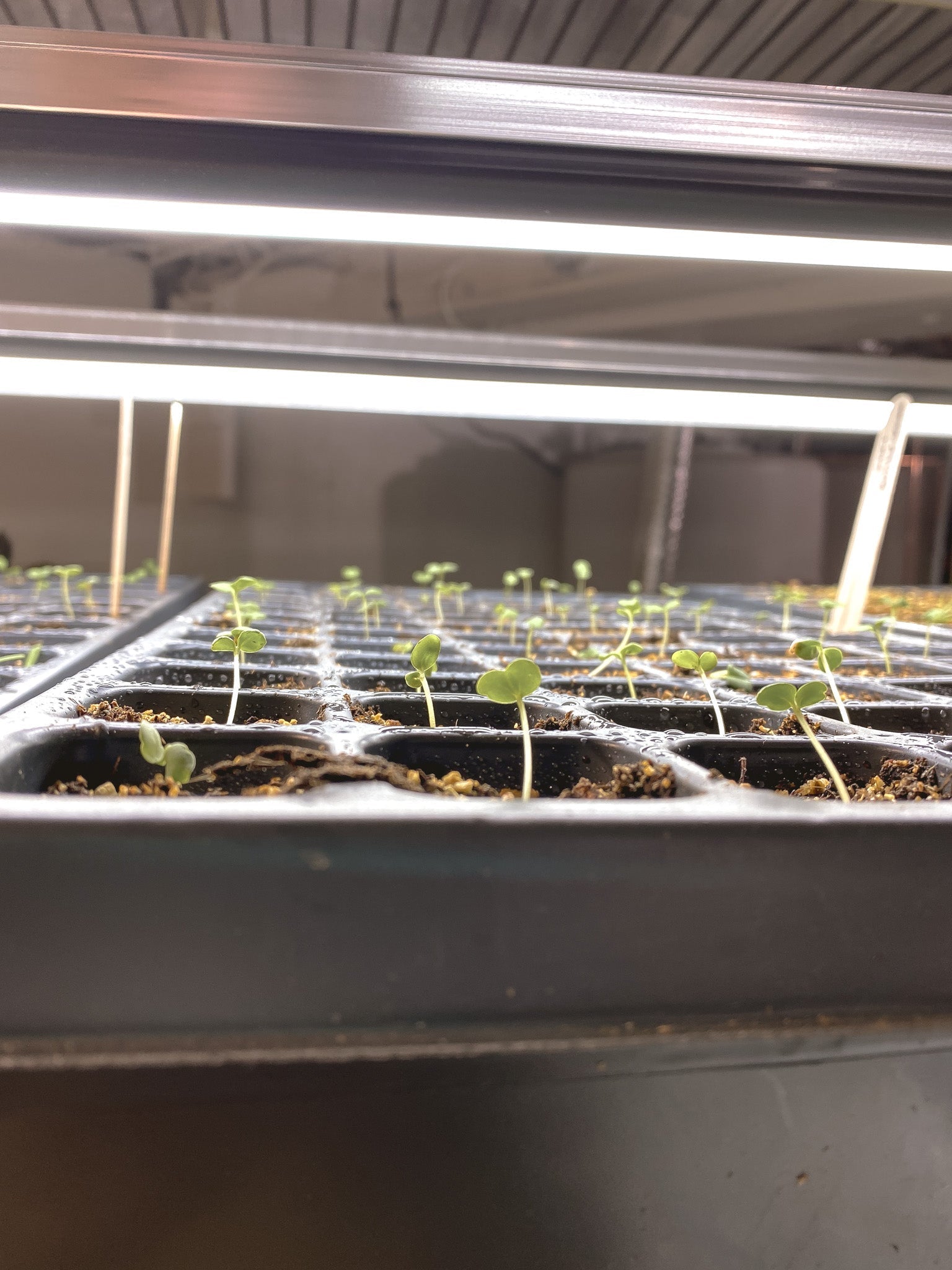 Succession Planting: The Secret to a Blooming and Bountiful Garden All Season Long - Clementine Home Floral Gift