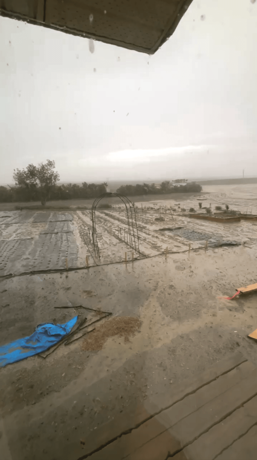 The Year of Weeds (and Why I’m Finally Calling in Reinforcements) - copy - Clementine Home Floral Gift