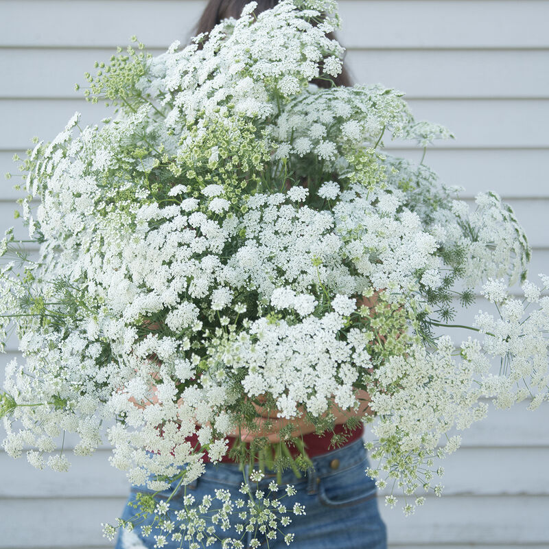 Queen Anne’s Lace - Queen of Africa