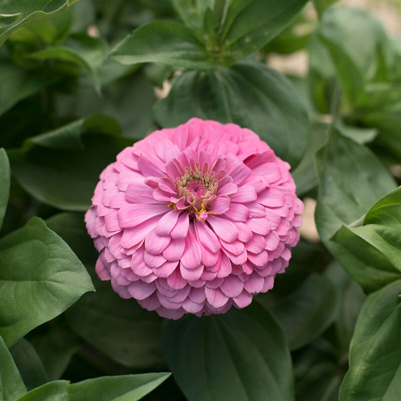 Zinnia - Giant Bright Pink