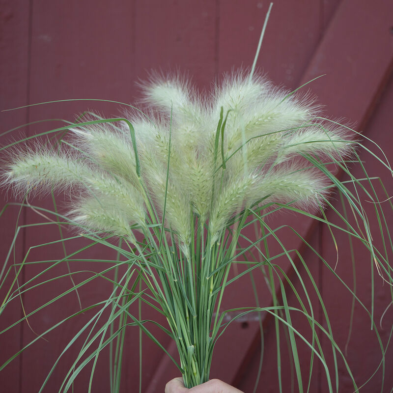 Ornamental Grass - Feathertop
