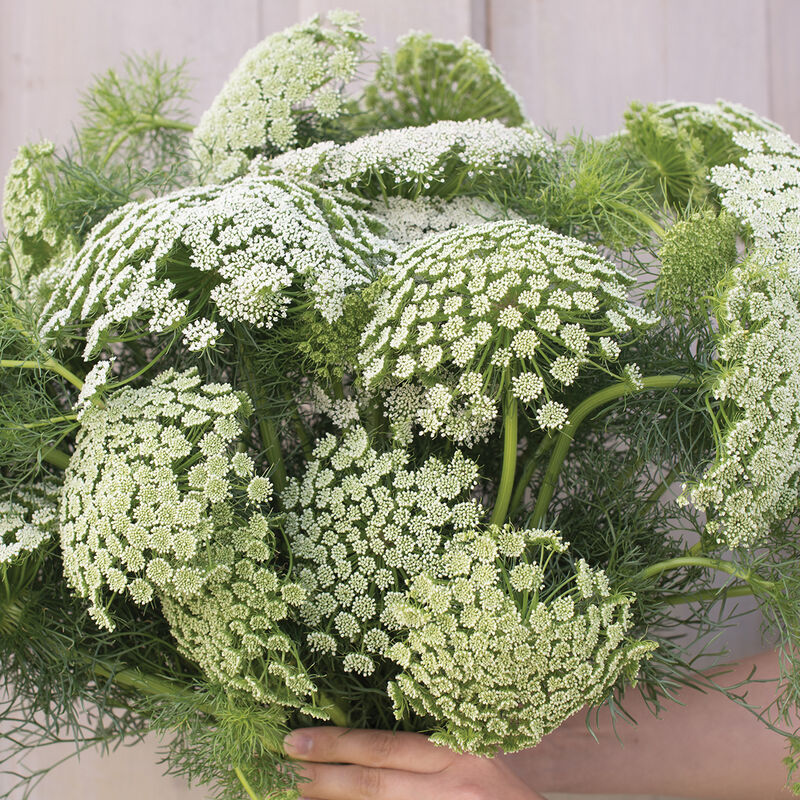 Queen Anne’s Lace - Green Mist