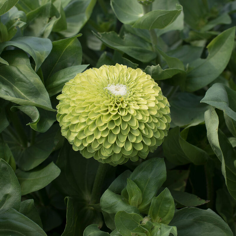Zinnia - Giant Lime