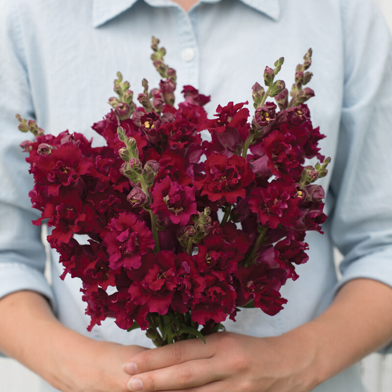 Snapdragon - Madame Butterfly Red