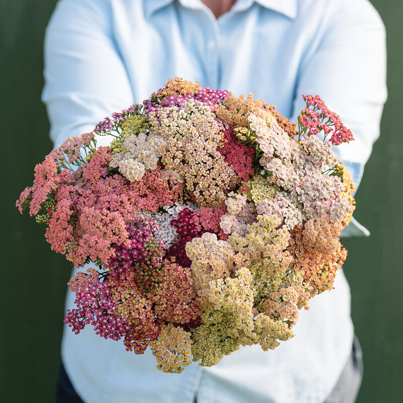 Yarrow - Pastels