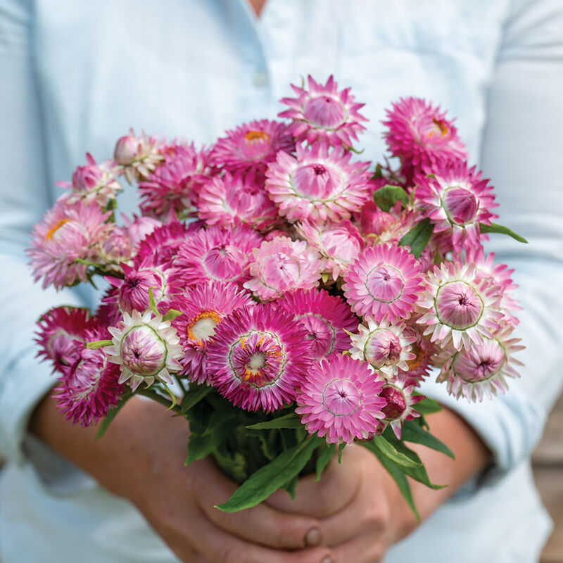Strawflower - Candy Pink