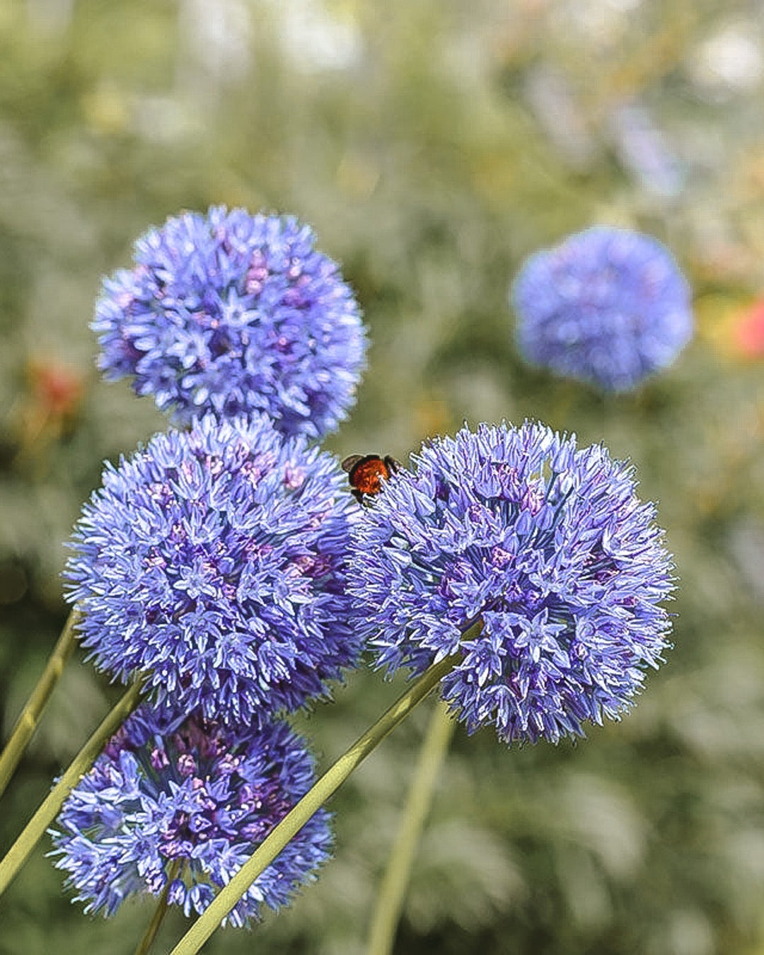 Allium - Caeruleum/ Azureum - Clementine Home Floral Gift