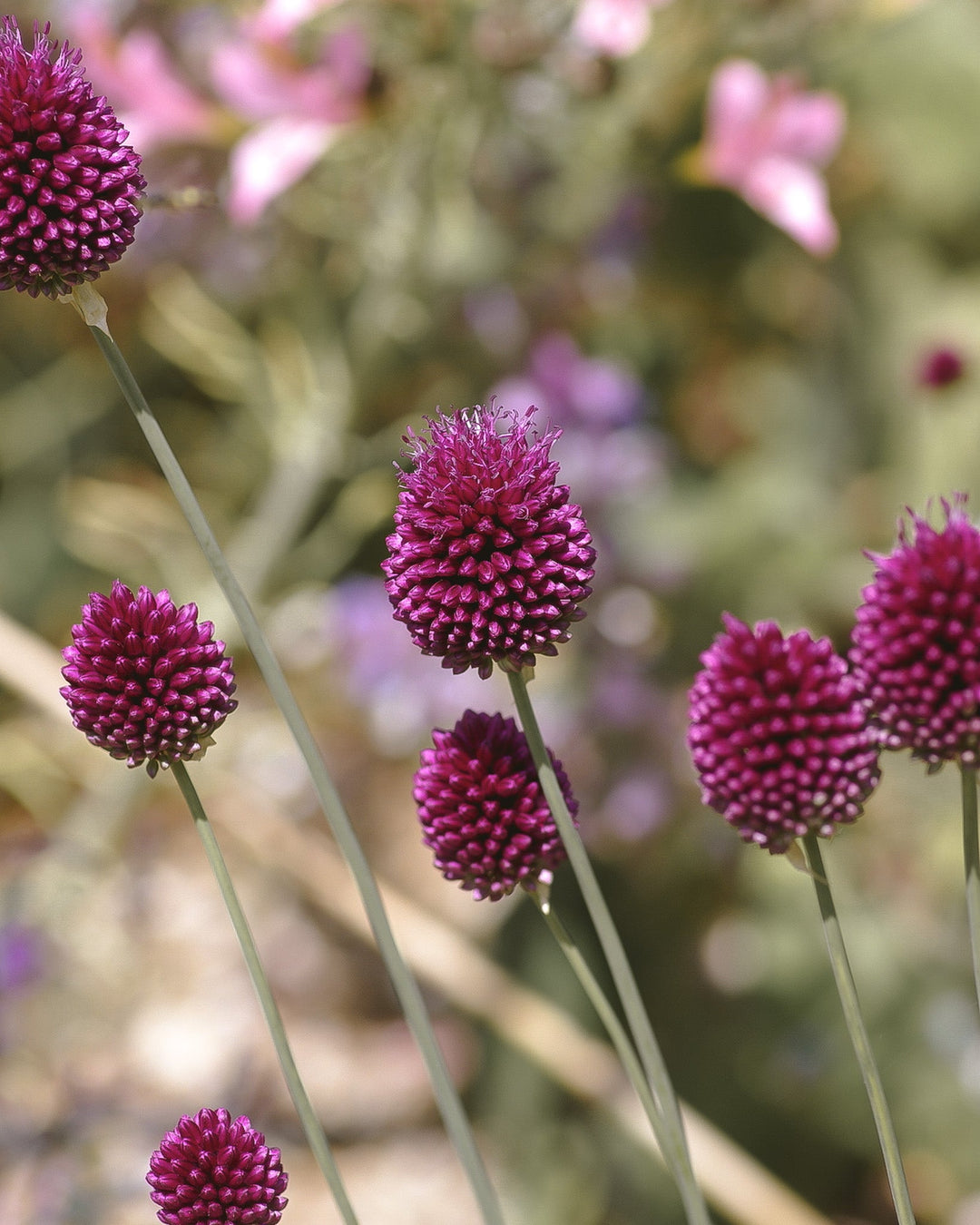 Allium - Drumstick/ Sphaerocephalon - Clementine Home Floral Gift