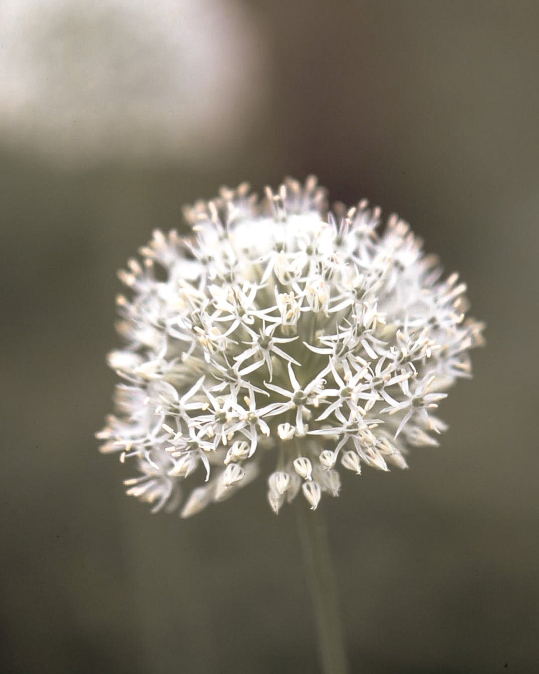 Allium - Mount Everest - Clementine Home Floral Gift