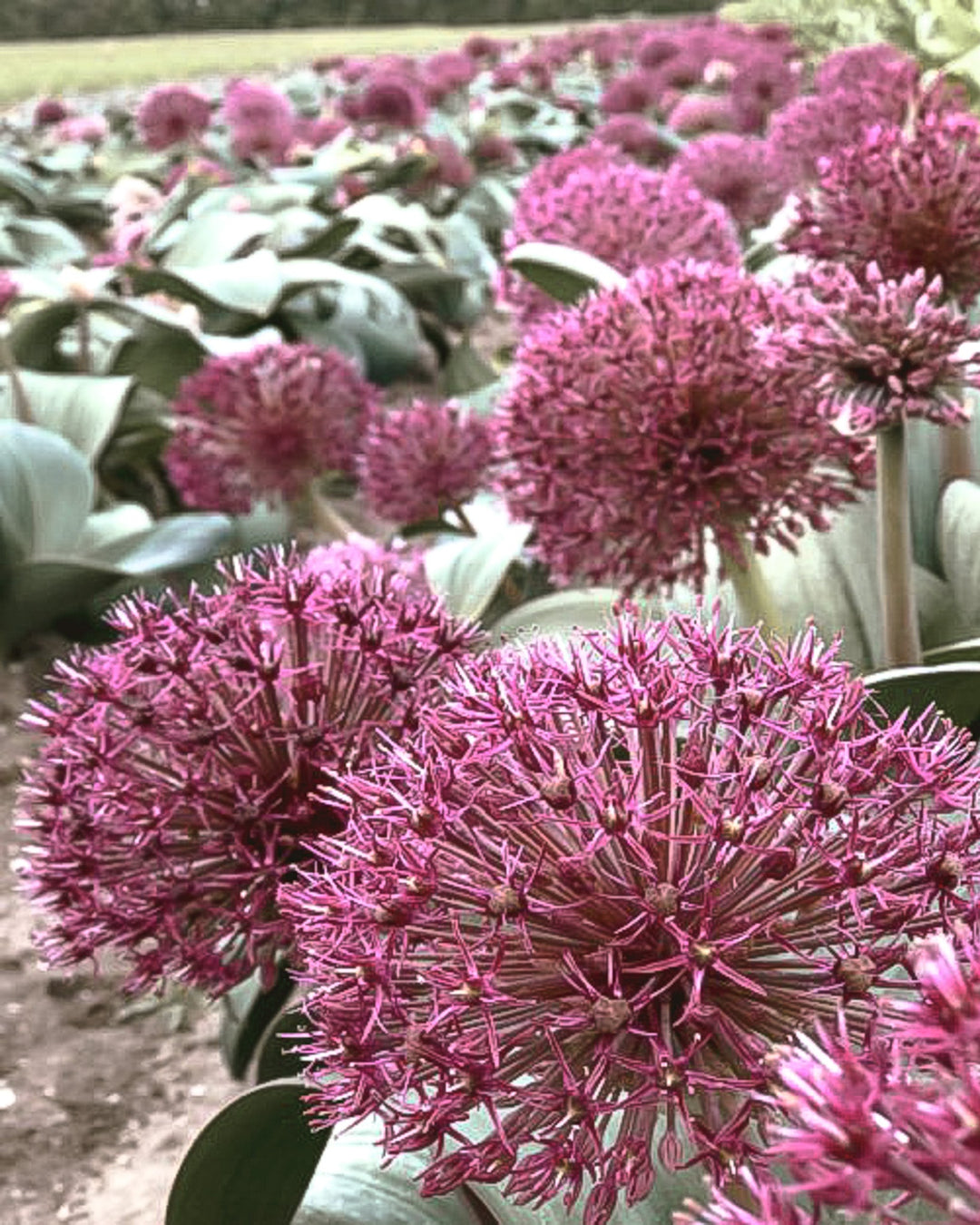 Allium - Ostara - Clementine Home Floral Gift
