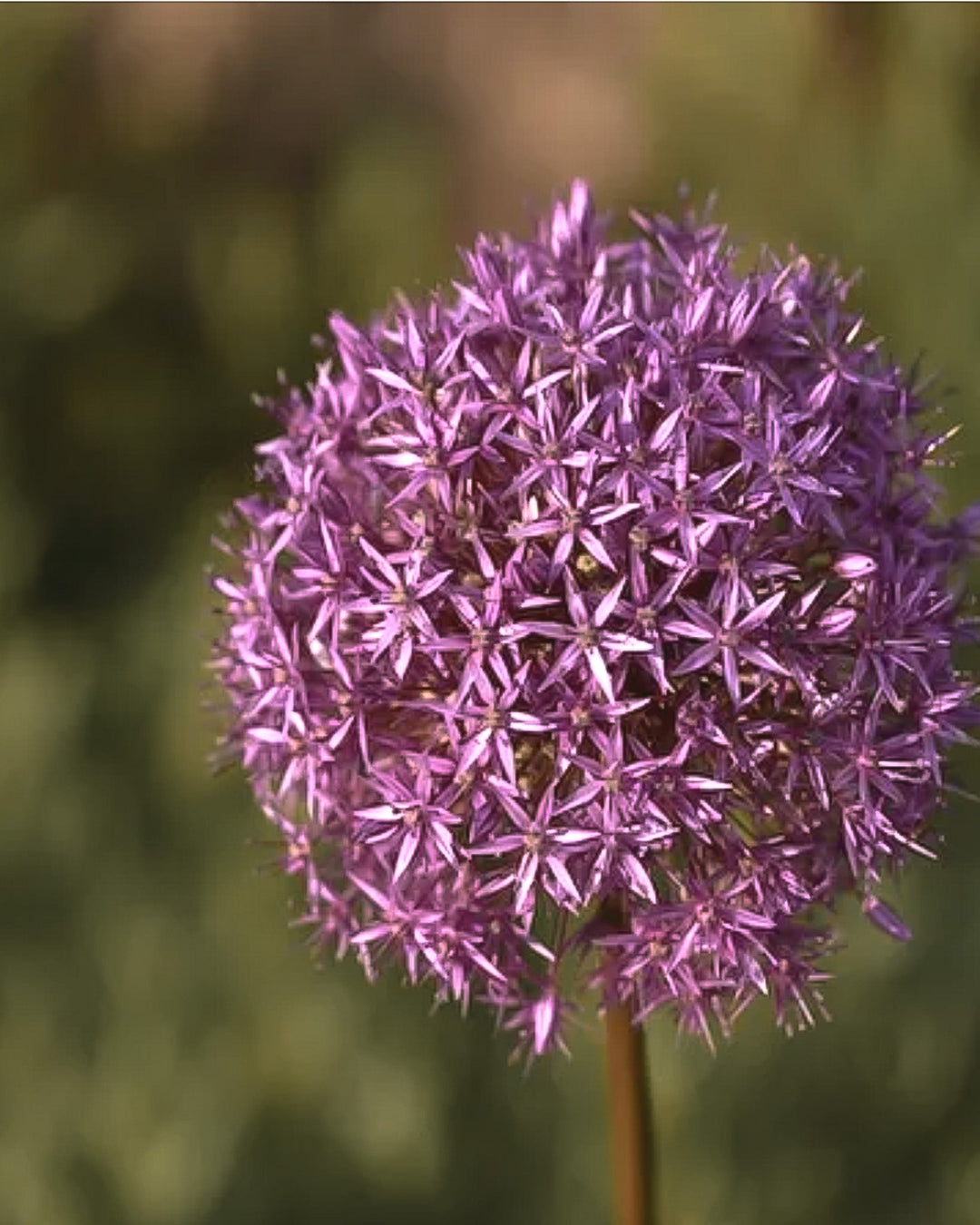 Allium - Purple Sensation - Clementine Home Floral Gift