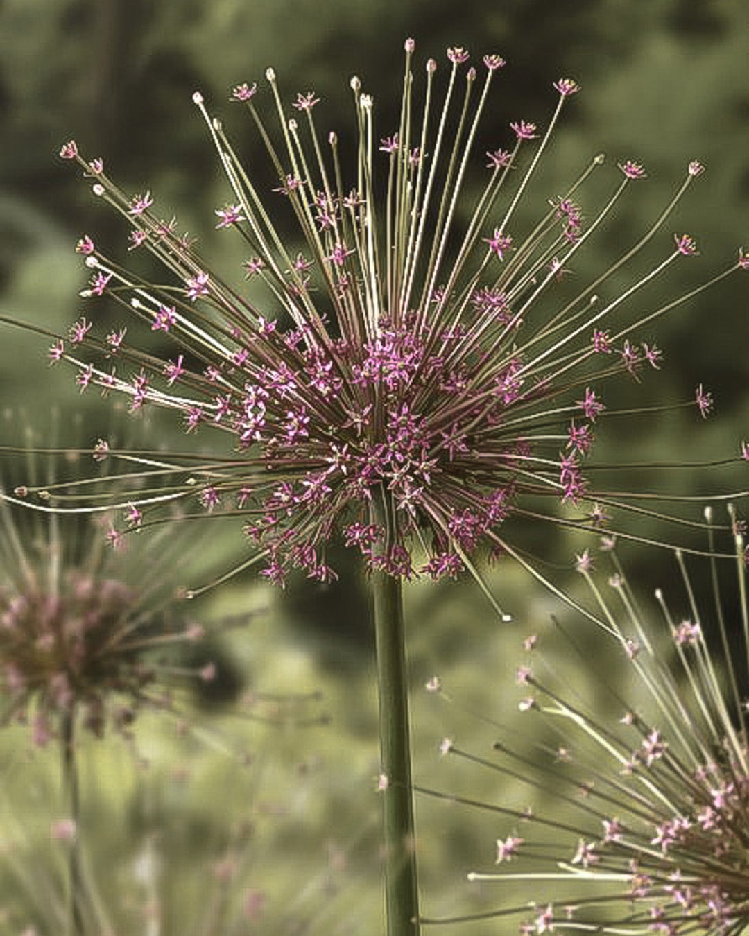 Allium - Schubertii - Clementine Home Floral Gift