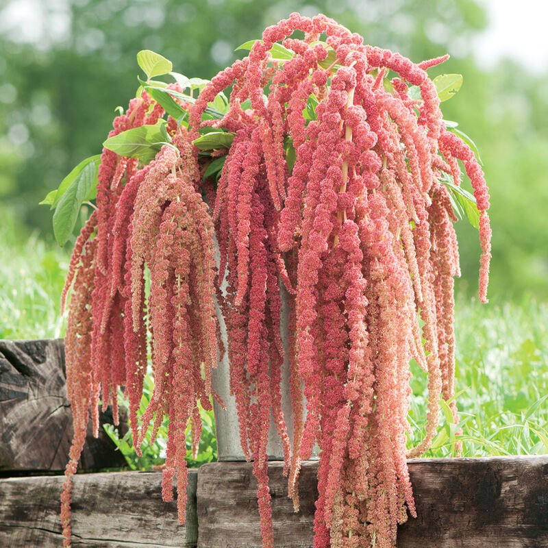 Amaranth - Coral Fountain - Clementine Home Floral Gift