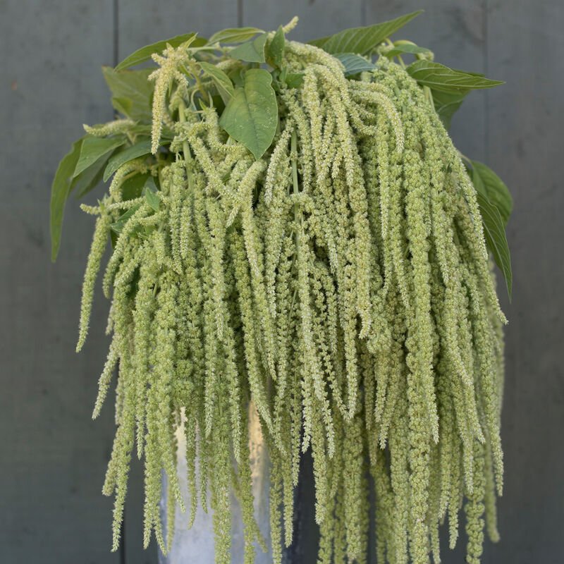 Amaranth - Emerald Tassels - Clementine Home Floral Gift
