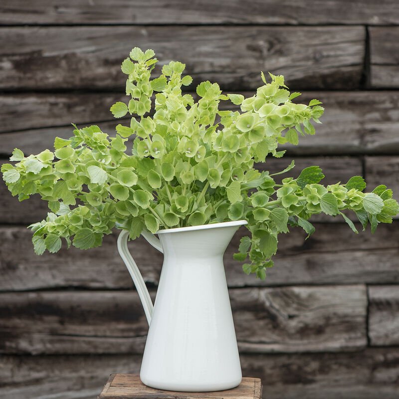 Bells of Ireland - Clementine Home Floral Gift