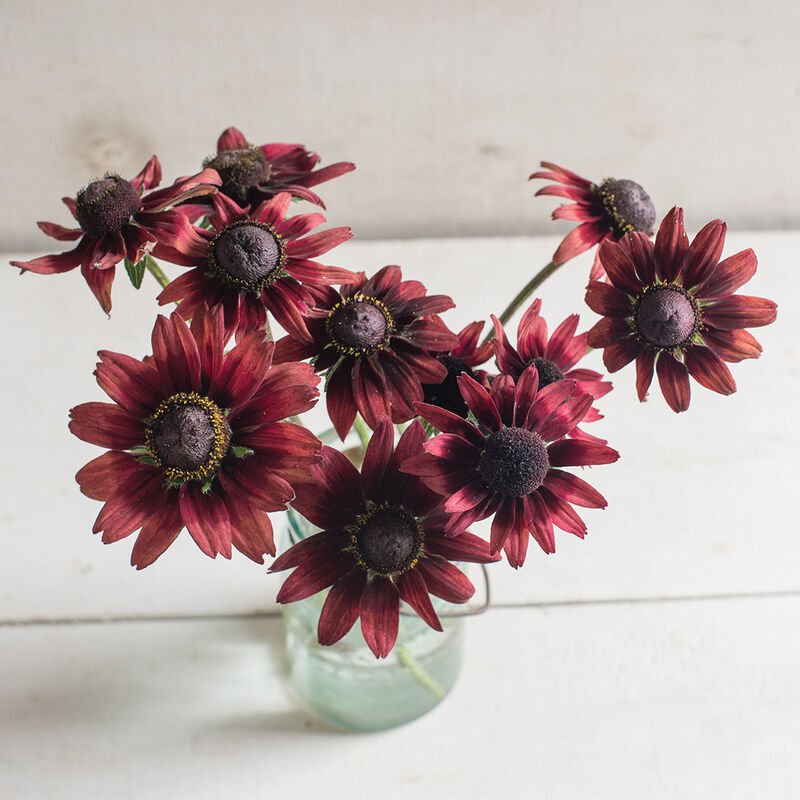 Black - eyed Susan - Cherry Brandy - Clementine Home Floral Gift