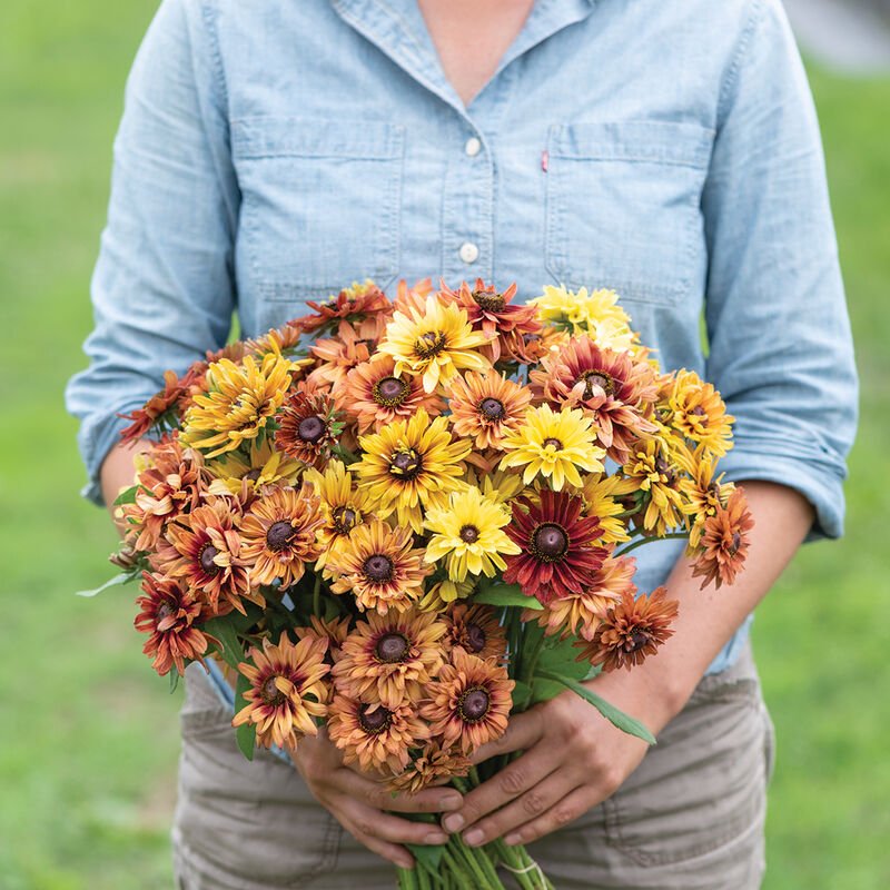 Black - eyed Susan - Sahara - Clementine Home Floral Gift