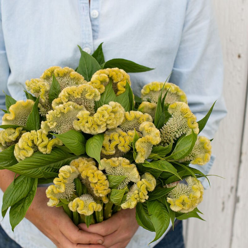 Celosia - Lemon Lime - Clementine Home Floral Gift