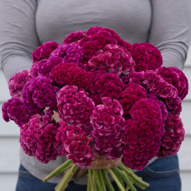 Celosia - Rose - Clementine Home Floral Gift