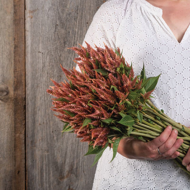 Celosia - Terracotta - Clementine Home Floral Gift