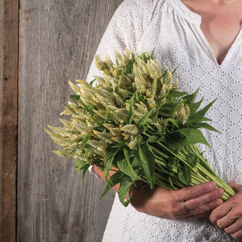 Celosia - White - Clementine Home Floral Gift