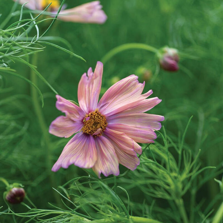 Cosmos - Apricotta - Clementine Home Floral Gift