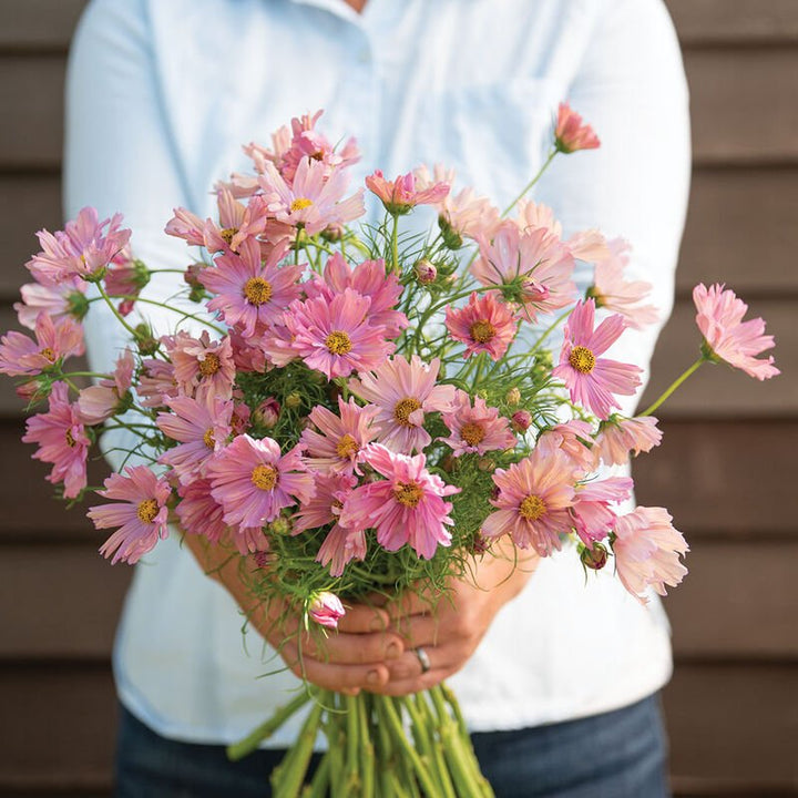 Cosmos - Apricotta - Clementine Home Floral Gift