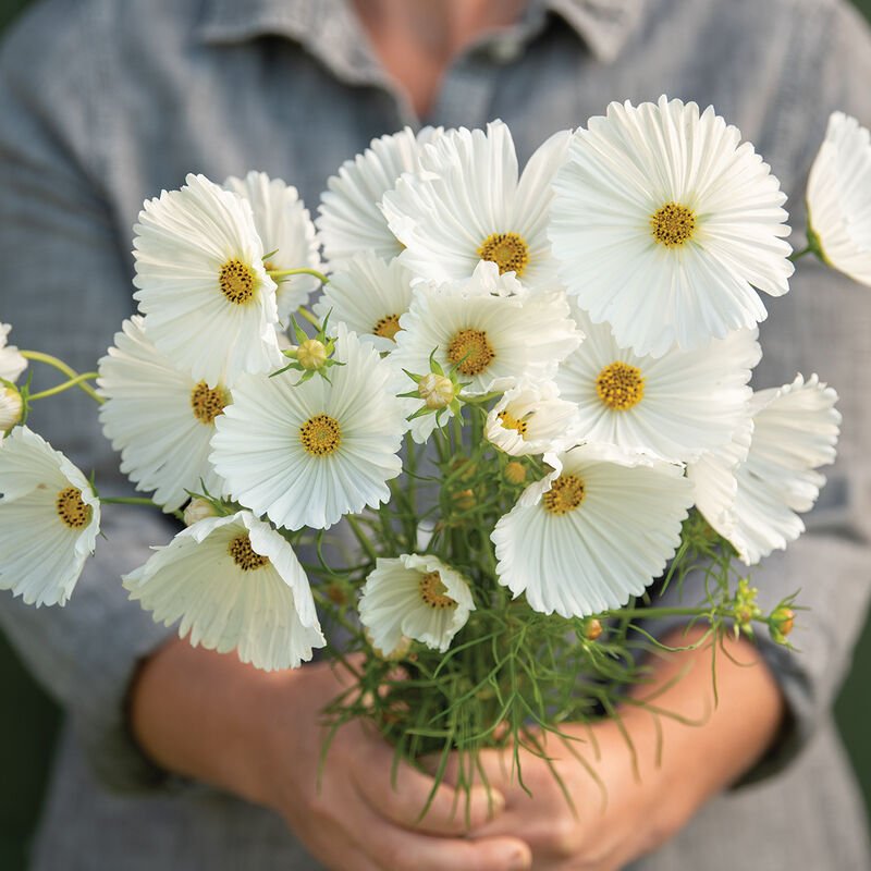 Cosmos - Cupcakes White - Clementine Home Floral Gift