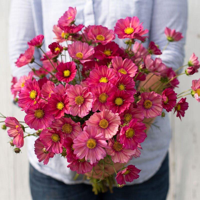 Cosmos - Xsenia - Clementine Home Floral Gift