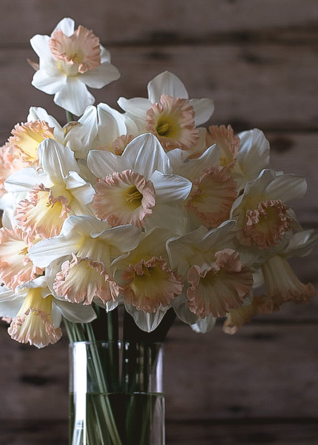 Daffodil/ Narcissus - British Gamble - Clementine Home Floral Gift