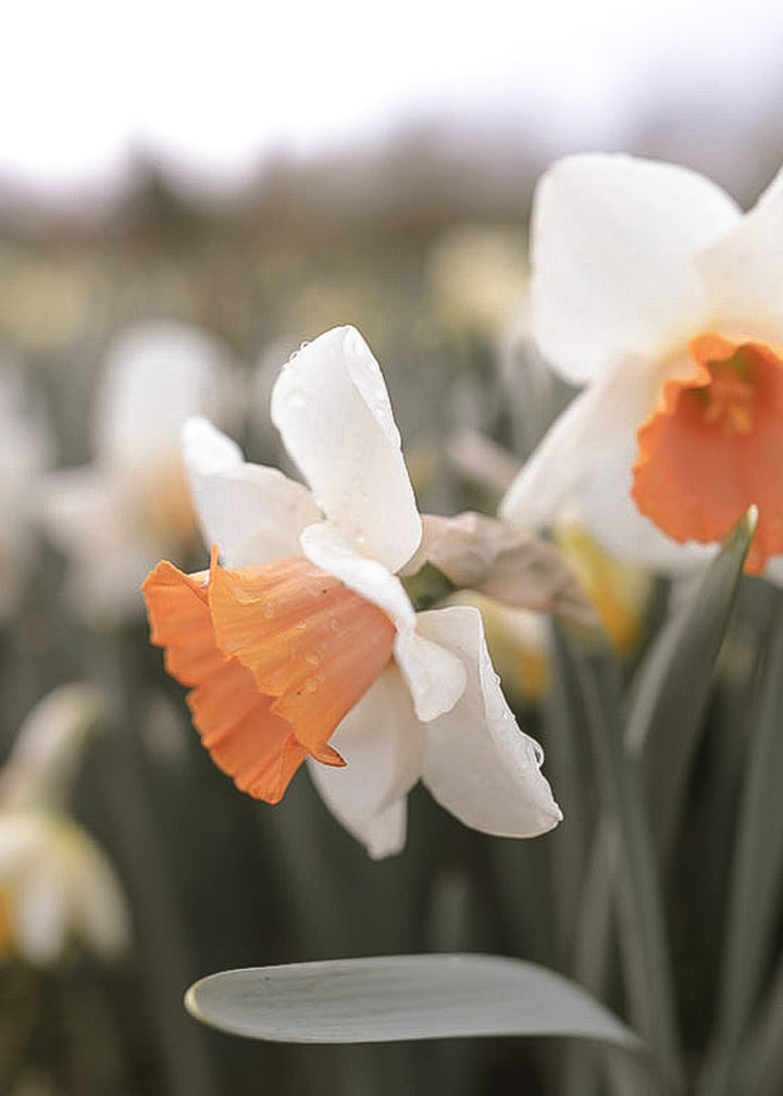 Daffodil/ Narcissus - Chromacolor - Clementine Home Floral Gift