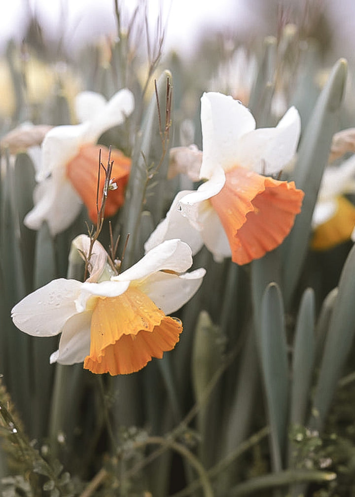Daffodil/ Narcissus - Chromacolor - Clementine Home Floral Gift