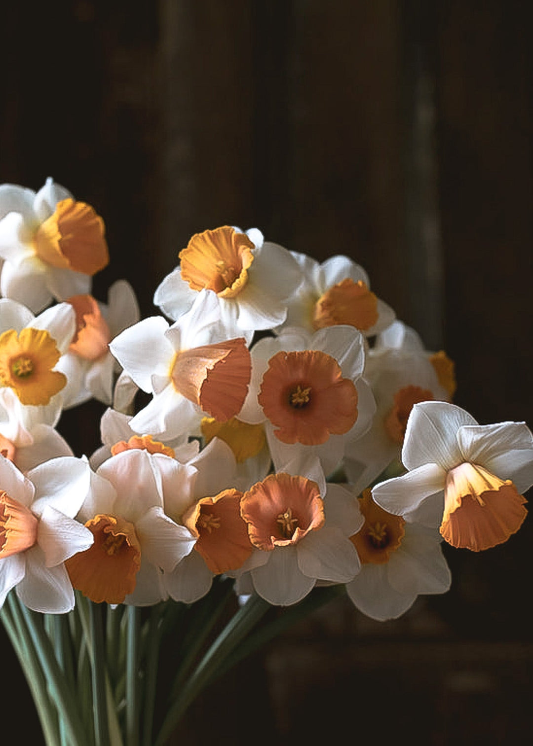 Daffodil/ Narcissus - Chromacolor - Clementine Home Floral Gift