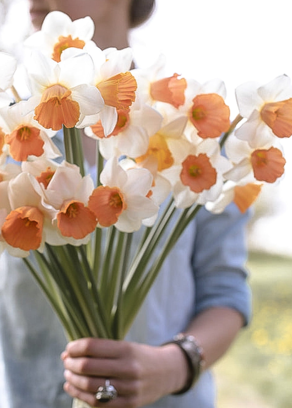 Daffodil/ Narcissus - Chromacolor - Clementine Home Floral Gift