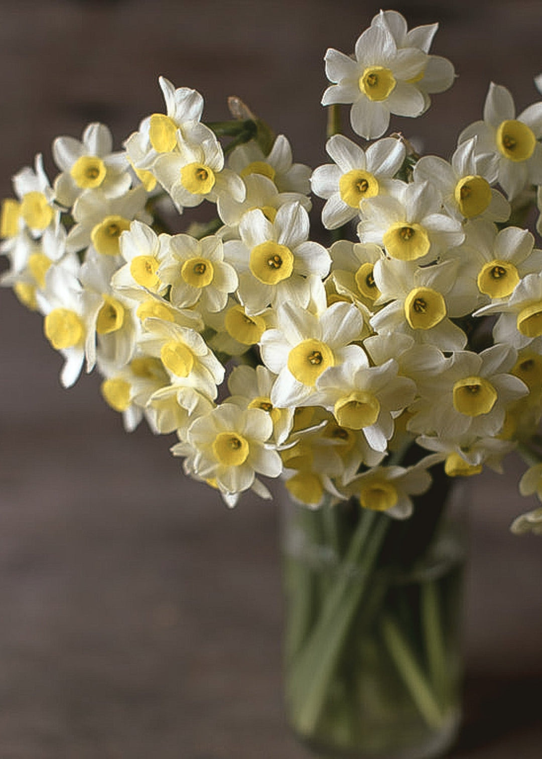 Daffodil/ Narcissus - Minnow - Clementine Home Floral Gift
