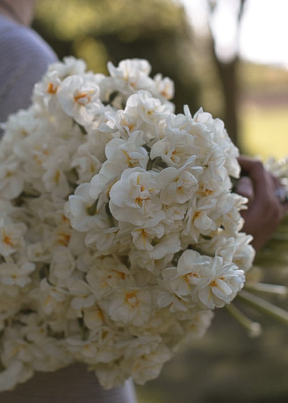 Daffodil/ Narcissus - Sir Winston Churchill - Clementine Home Floral Gift