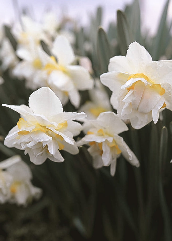Daffodil/ Narcissus - White Lion - Clementine Home Floral Gift