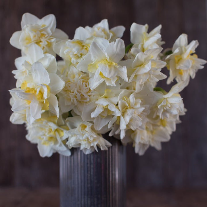 Daffodil/ Narcissus - White Lion - Clementine Home Floral Gift