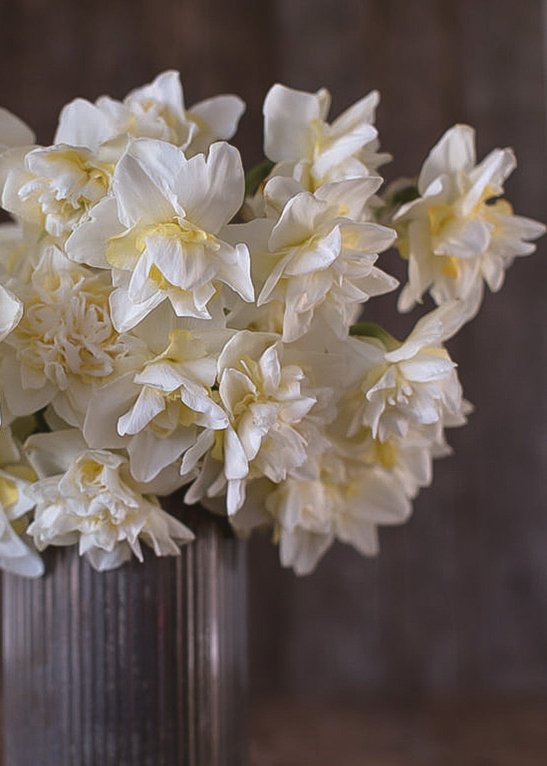 Daffodil/ Narcissus - White Lion - Clementine Home Floral Gift
