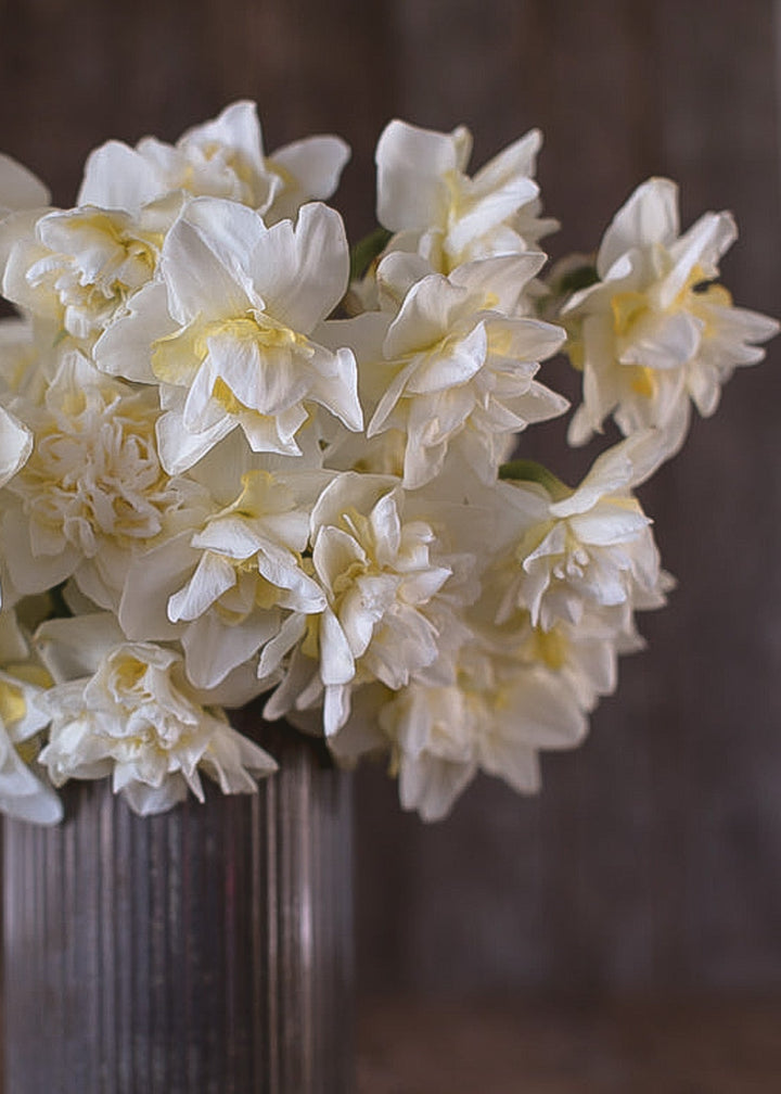 Daffodil/ Narcissus - White Lion - Clementine Home Floral Gift