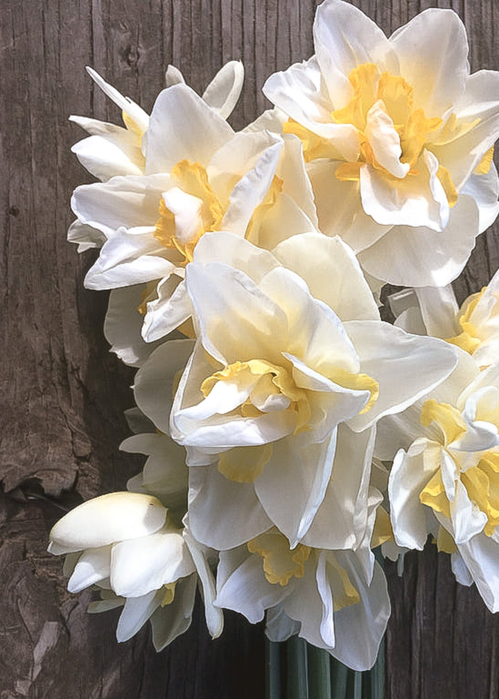 Daffodil/ Narcissus - White Lion - Clementine Home Floral Gift
