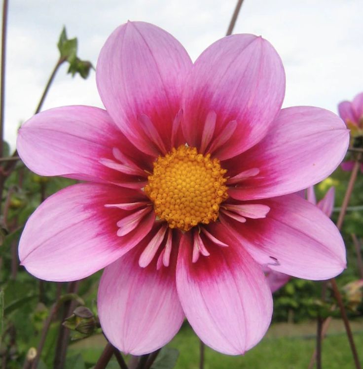 Dahlia Tuber - Bloomquist Sweet - Clementine Home Floral Gift