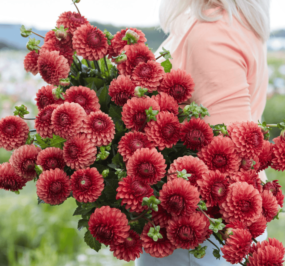 Dahlia Tuber - Brown Sugar - Clementine Home Floral Gift