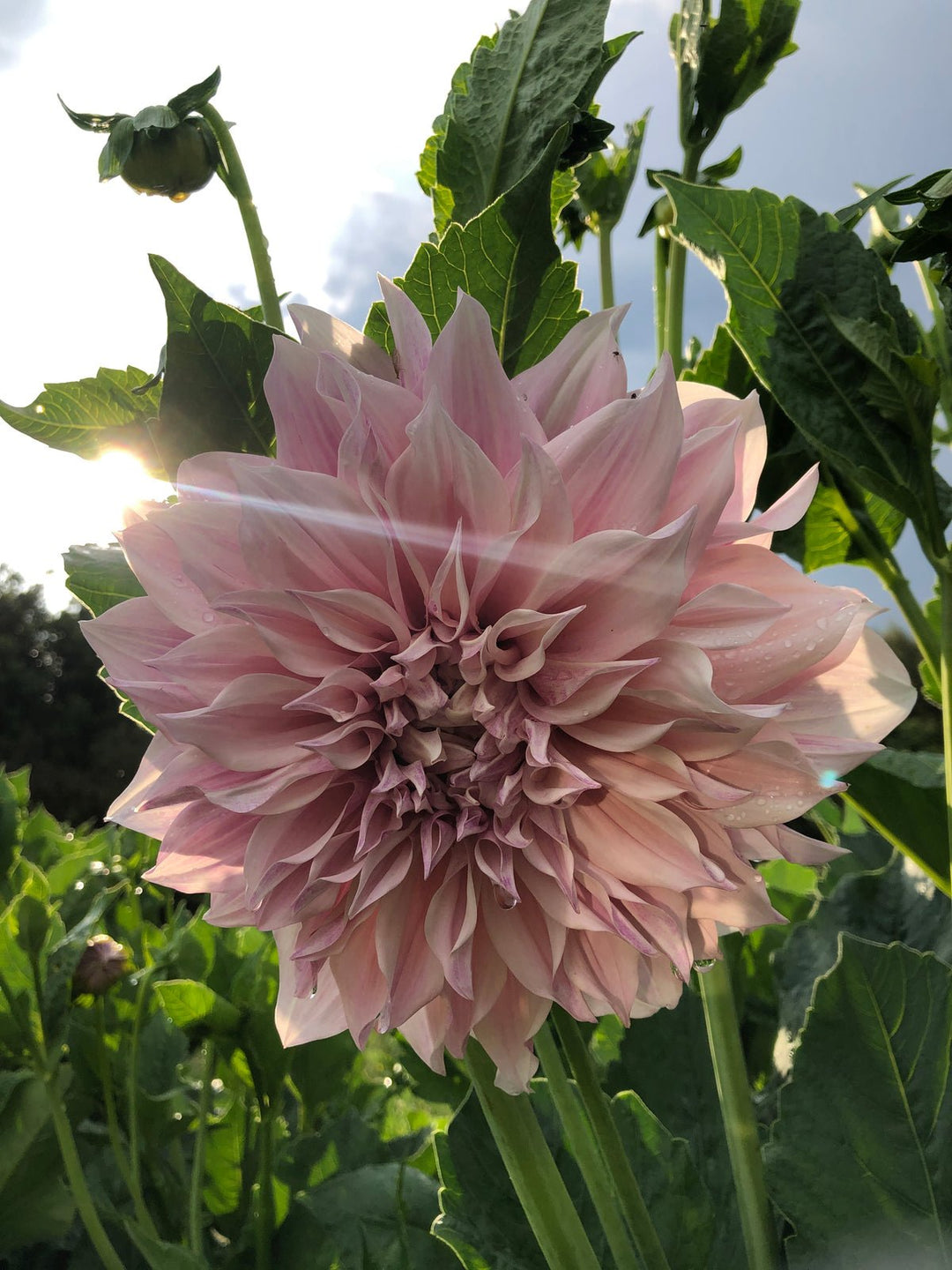 Dahlia Tuber - Cafe au Lait - Clementine Home Floral Gift