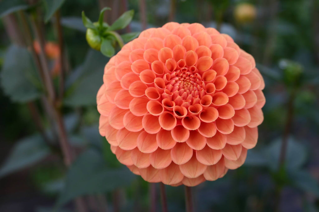 Dahlia Tuber - Camano Buz - Clementine Home Floral Gift