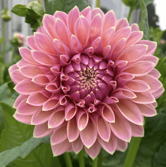 Dahlia Tuber - Castle Drive - Clementine Home Floral Gift