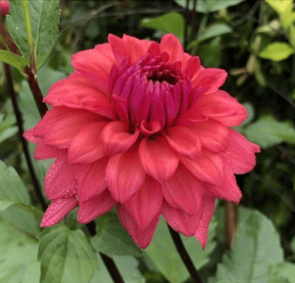 Dahlia Tuber - Cheers - Clementine Home Floral Gift