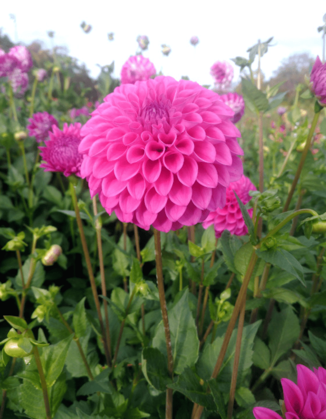 Dahlia Tuber - Chimacum Katie - Clementine Home Floral Gift
