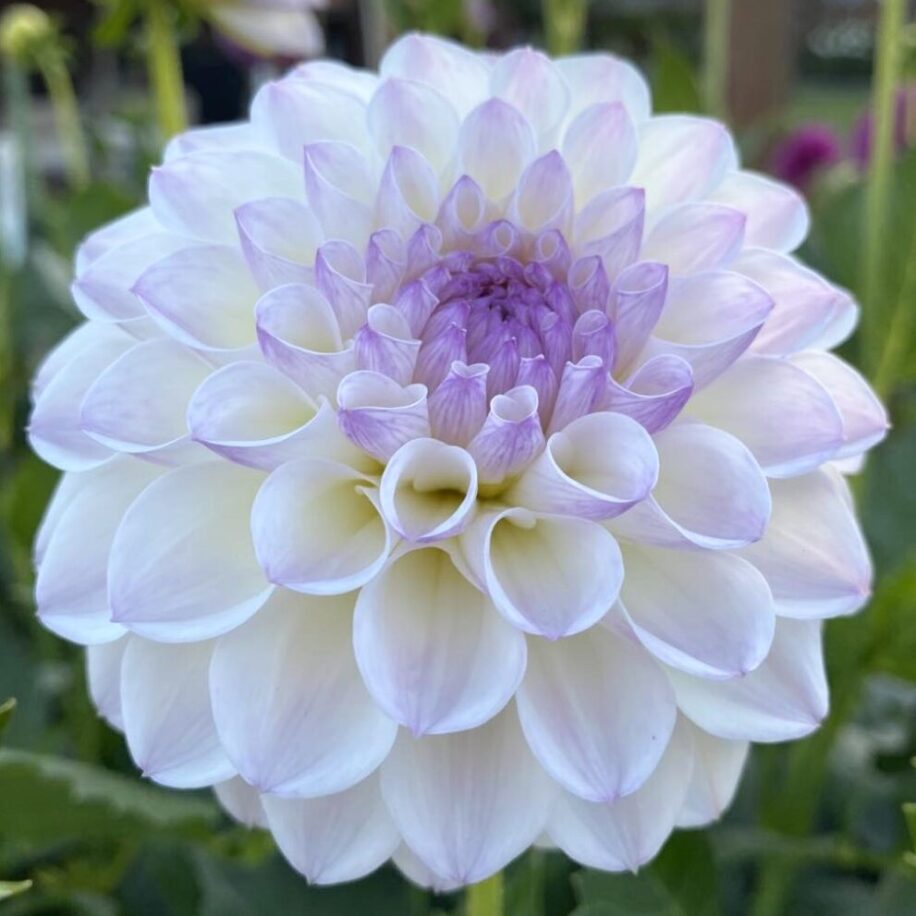 Dahlia Tuber - Connie Marion - Clementine Home Floral Gift