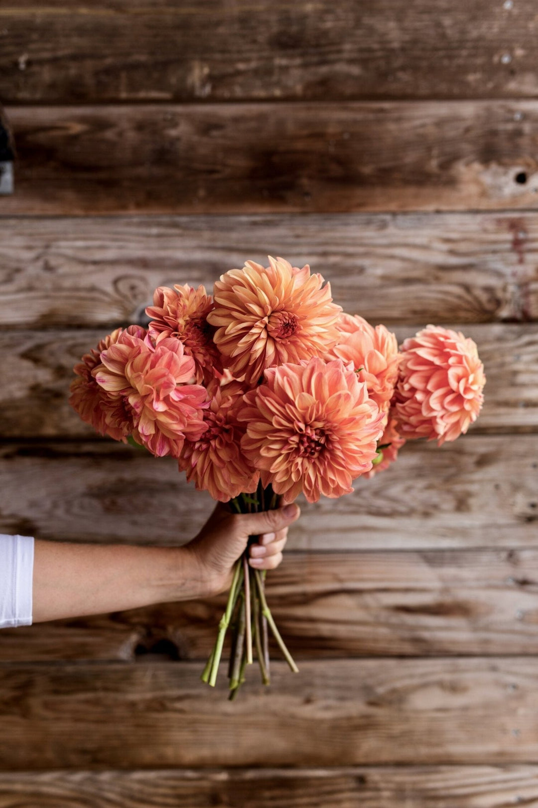 Dahlia Tuber - Ferncliff Copper - Clementine Home Floral Gift